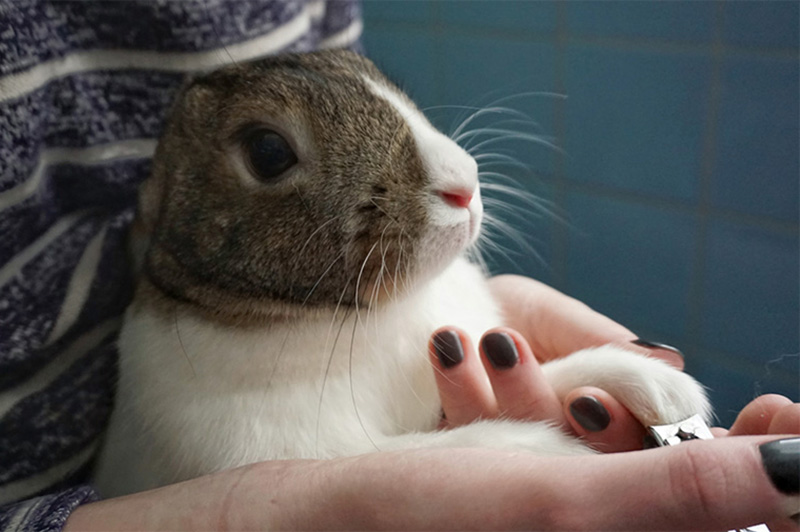 Debbie's Pampered Pet Salon - Rabbit Nail Trimming